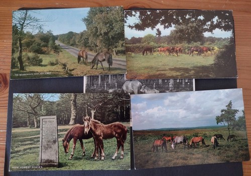 Horse postcards new - 5, postcards,