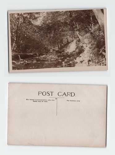 Vintage rppc postcard - rppc, woodland