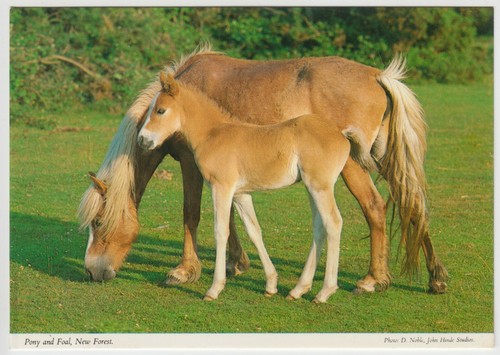 Hampshire pony foal new - foal,,