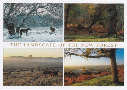 New forest multiview postcard - forest,