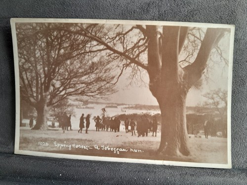 Epping forest toboggan run - toboggan,