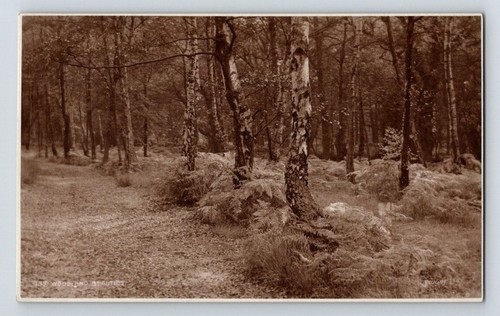 England judges postcard - england:,