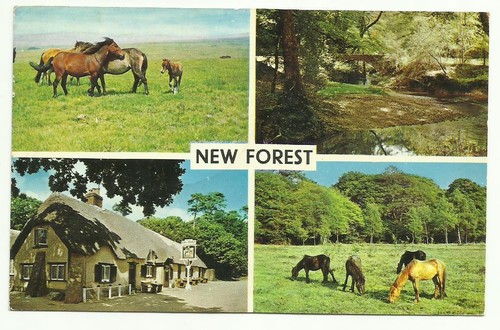 New forest multi - new, view