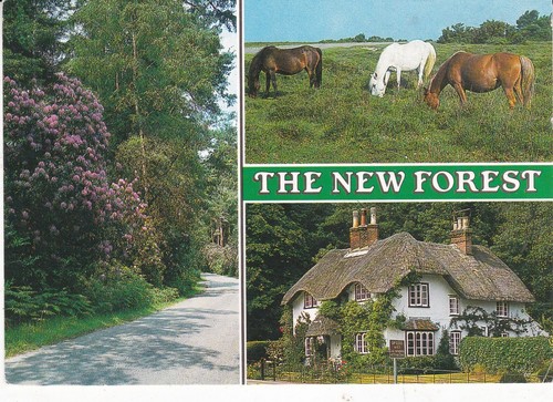 New forest multiview postcard - forest,