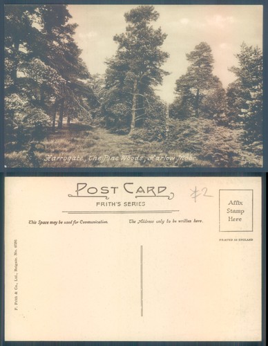 Pine woodland harlow - pine, moor
