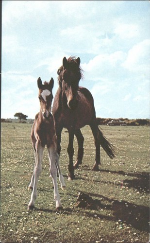 New forest ponies mare - ponies,