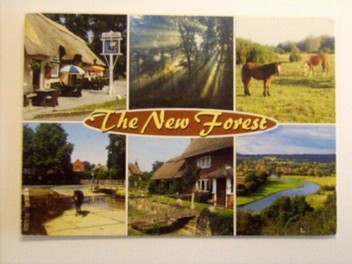 The new forest multi view - the,