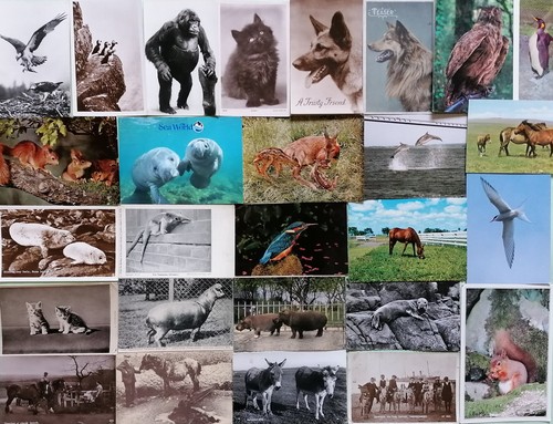 Postcards animals horse - postcards,