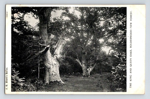 England trees the - trees.,