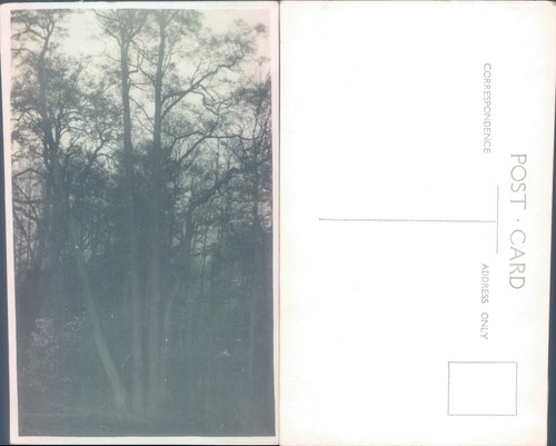 Forest scene unidentified