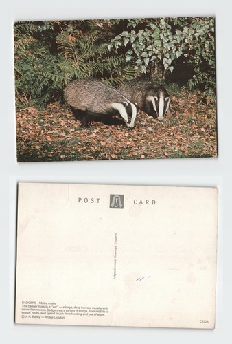Vintage postcard badgers meles - vintage,