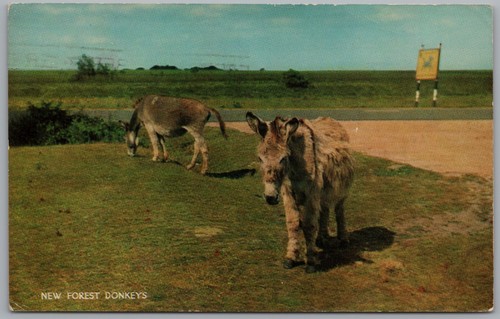Donkey new forest donkeys - donkey,