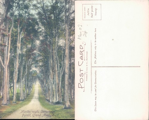 Savernake forest grand avenue - grand,