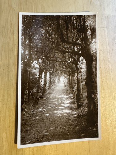 Postcard unidentified forest - postcard,
