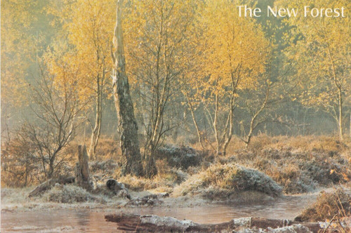 Picture postcard the new - picture,