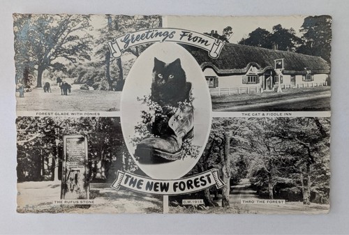 Greetings from the - from, forest