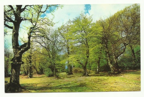 The new forest hampshire - in, forest,