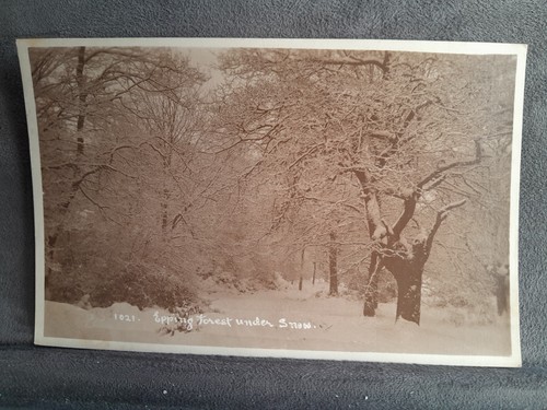Epping forest under snow - epping, 35986