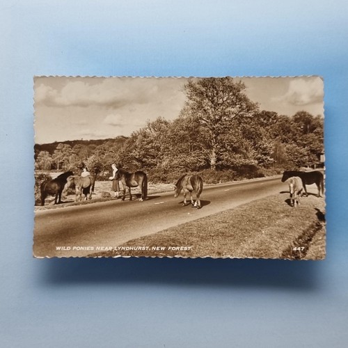 New forest postcard c1950 - postcard, real