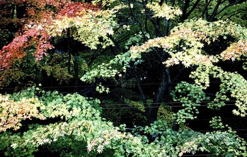 Maples temperate forest - temperate,