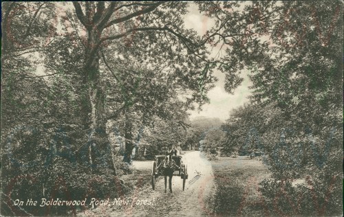New forest the bolderwood - new,