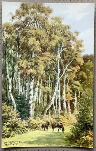 Quinton silver birches - ar,