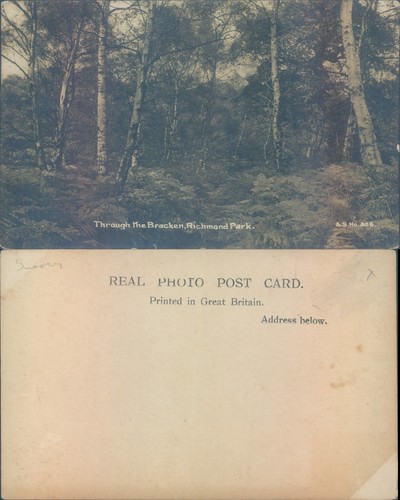 Richmond park woodland - richmond,
