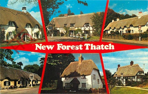 Picture postcard new forest - picture, postcard,