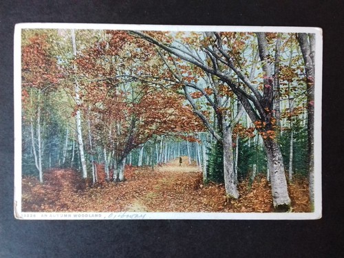 Postcard autumn woodland - postcard:, an