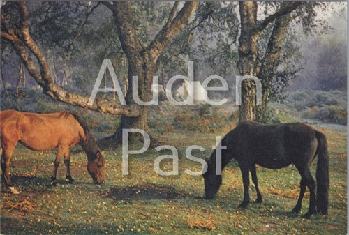 Pastoral scene with - scene, horses