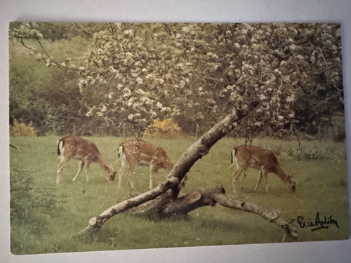 Vintage postcard deer new - -,
