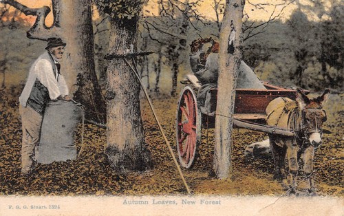 Postcard hants new forest - ,