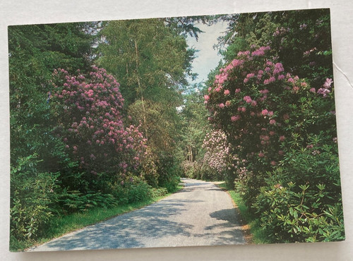 Used postcard new forest - new,