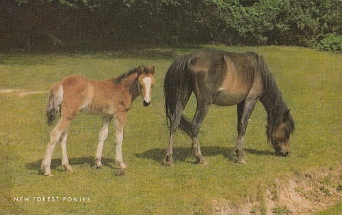 Hampshire new forest - hampshire.,