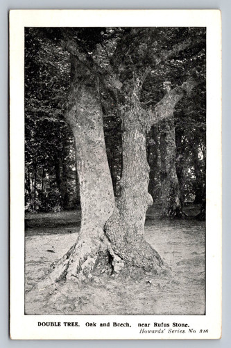 Postcard new forest double - new,