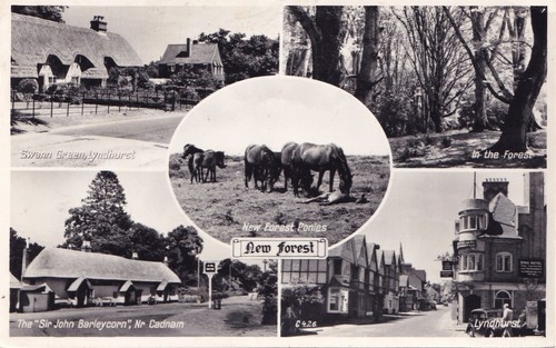 Postcard new forest 5 - postcard,
