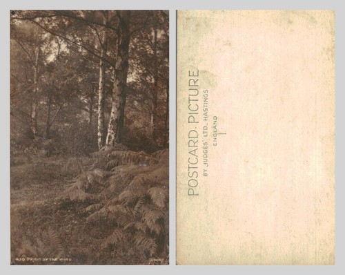 Vintage postcard 430 pride - vintage,