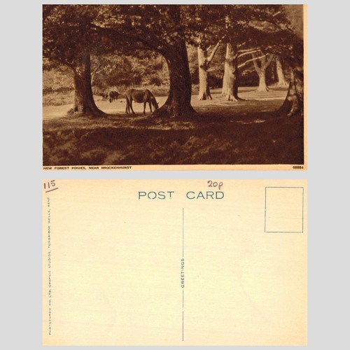 Vintage postcard new forest - -,