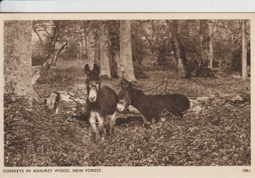 New forest hampshire - new,