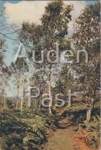Topographical postcard forest - topographical,