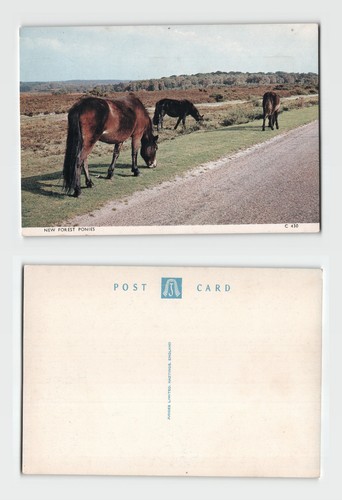 Postcard new forest ponies - new,