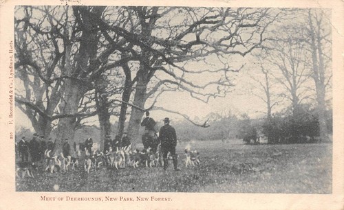 Postcard hants new forest - postcard,