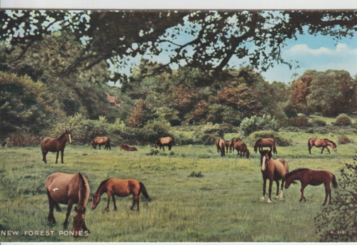 New forest hampshire a - new,