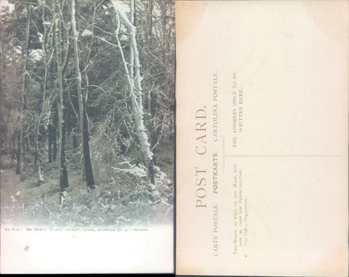 Forest scene unidentified