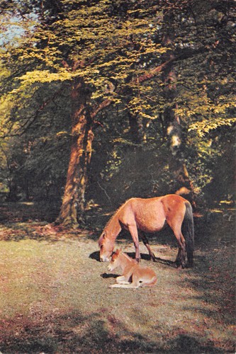 Cats dogs horses - cats,