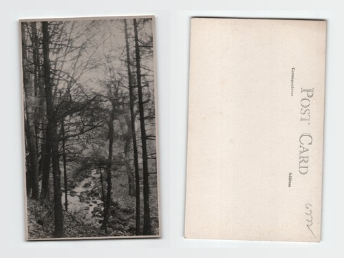 Postcard atmospheric forest - -,