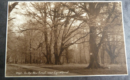 The new forest lyndhurst - the, nr