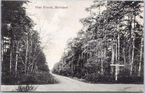 Mortimer antique postcard pine - mortimer,