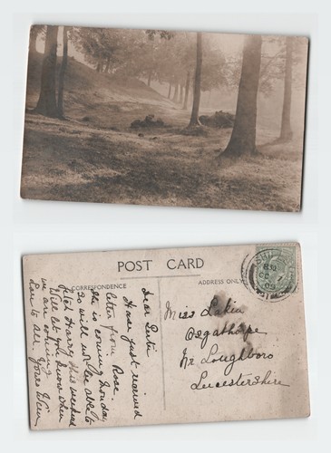 Vintage rppc postcard forest - vintage,