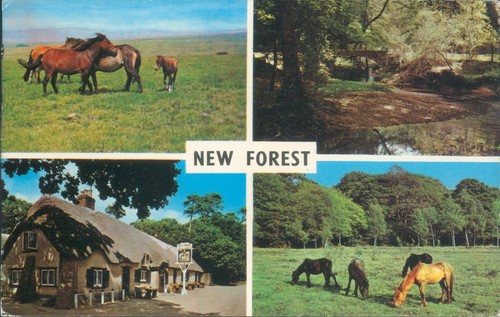 New forest views - new, 4
